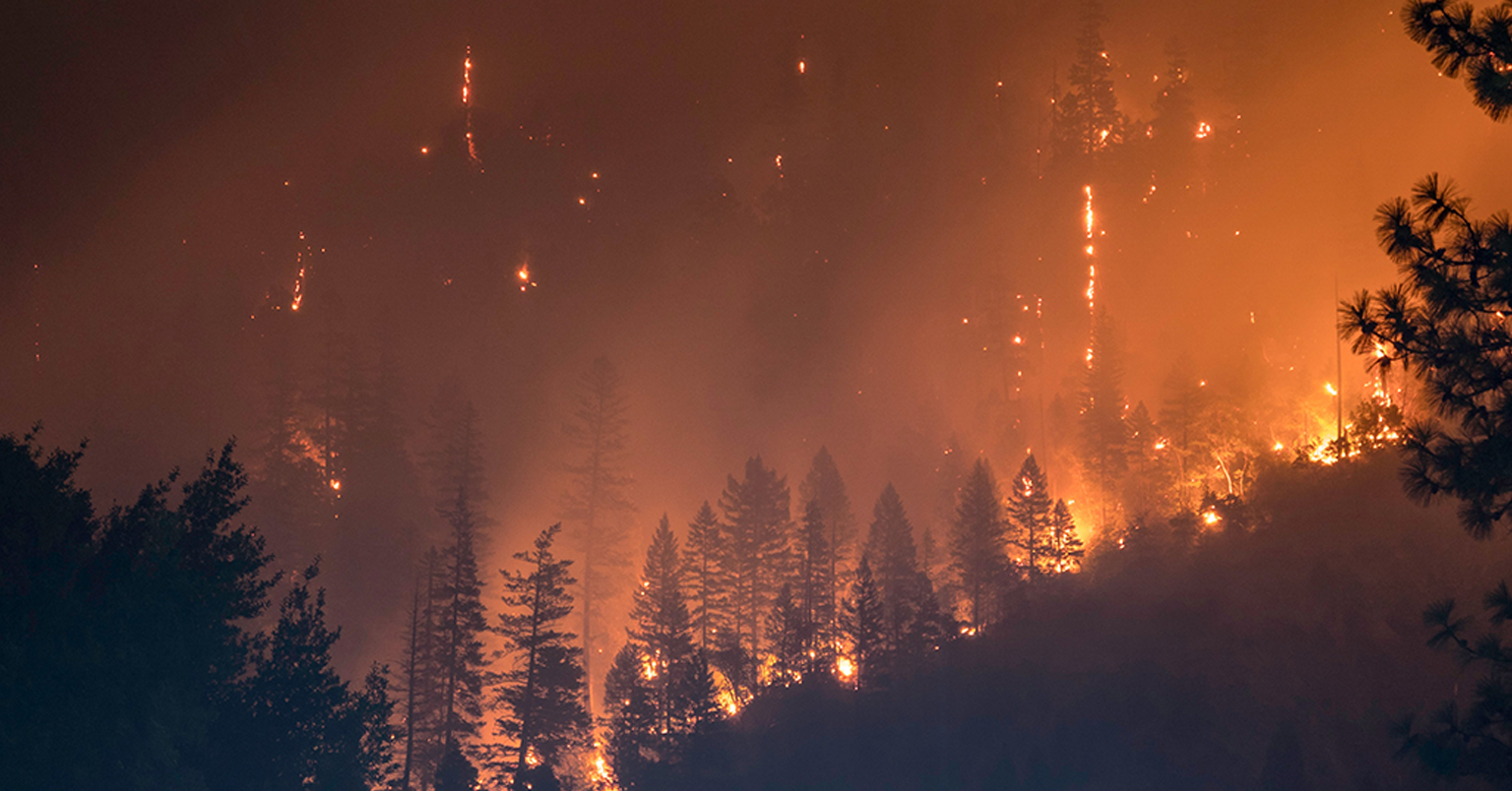 Nauseating climate rhetoric does nothing to prevent forest fires